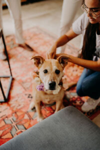 chien des mariés avec une couronne de fleurs accroché par Roxane Dinaeht wedding planner coordinatrice
